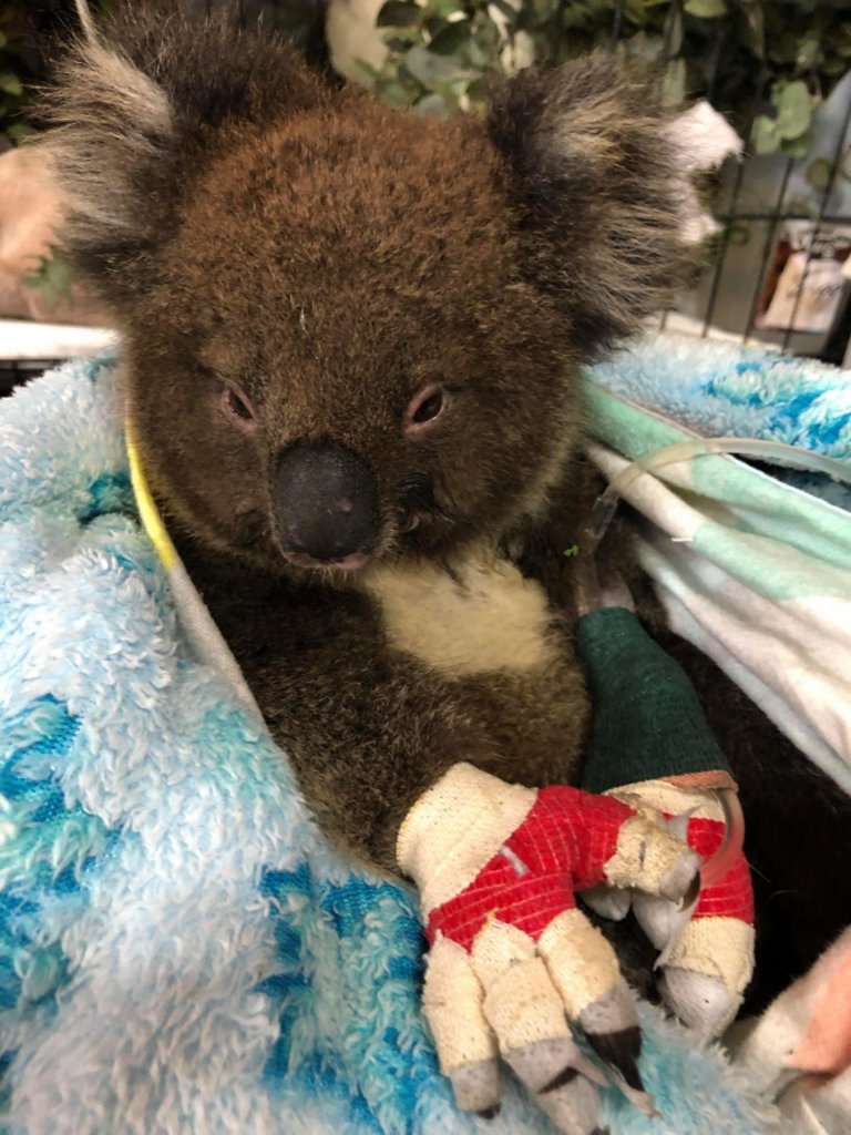 Koala Donations